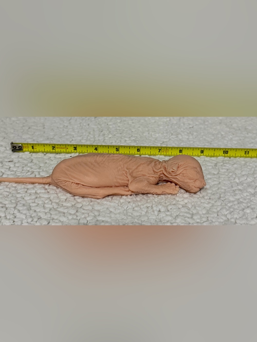 Sphynx silicone kitten